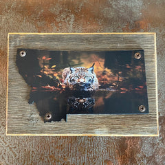 Reflection Bobcat Plaque